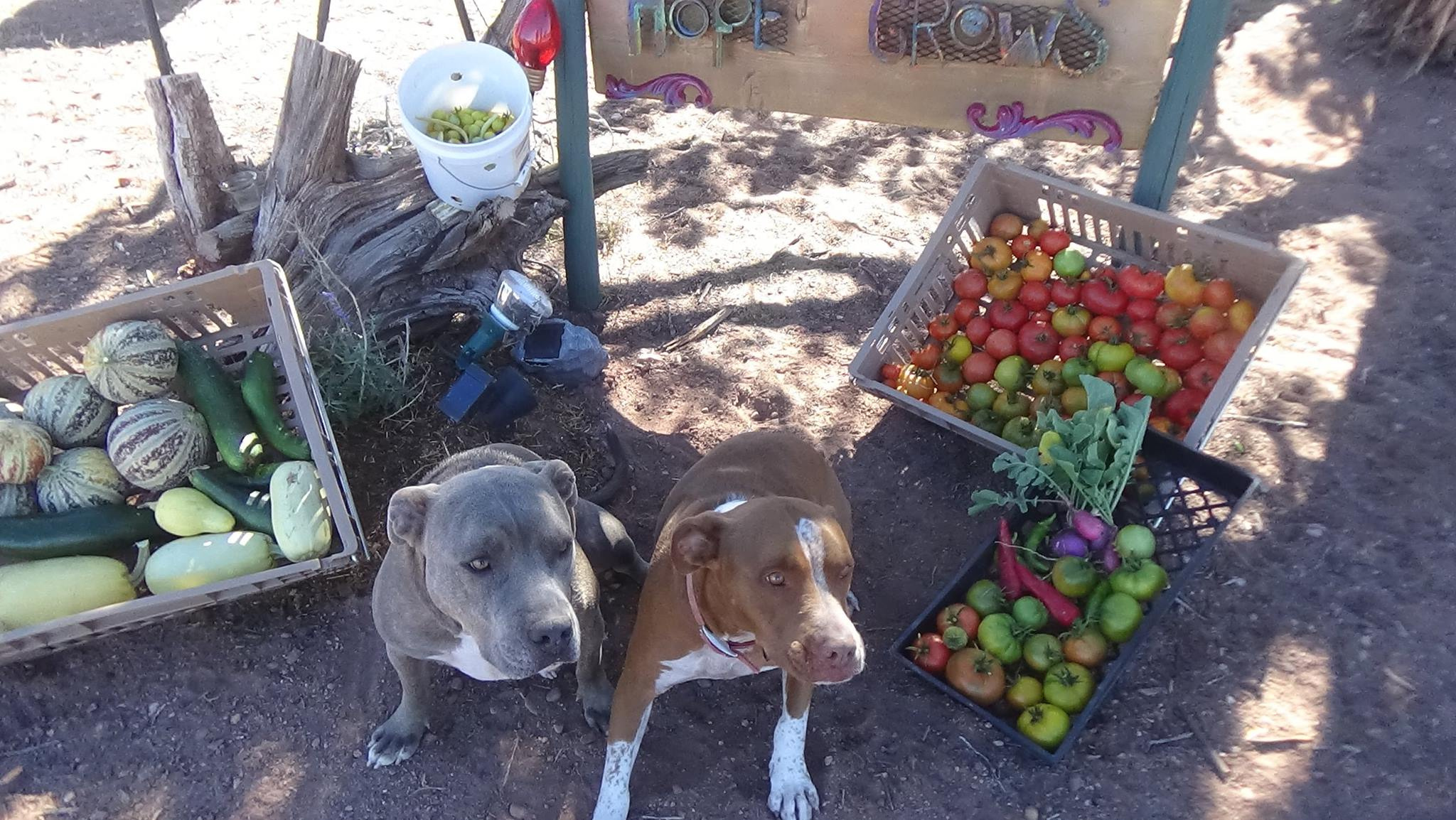 Two pit bulls sitting beside crates of homegrown vegetables