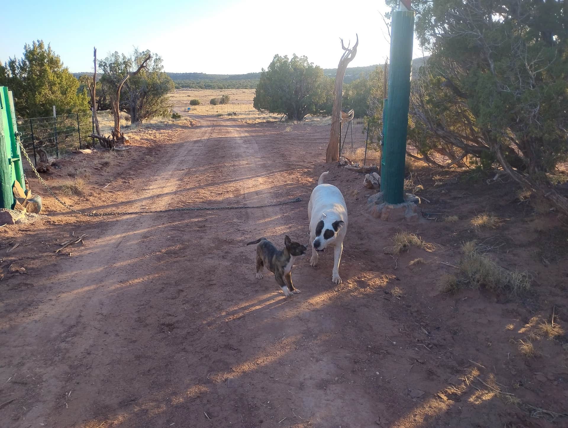 The dirt road and gate at Hope Grows in golden evening light